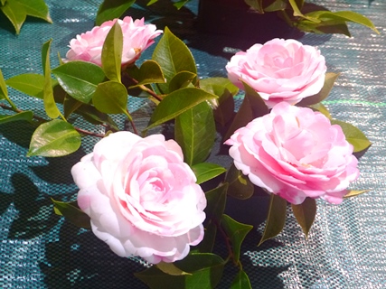 camelias rosal