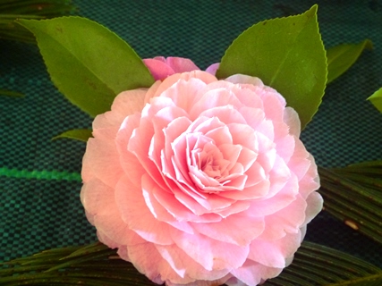 camelias rosal16