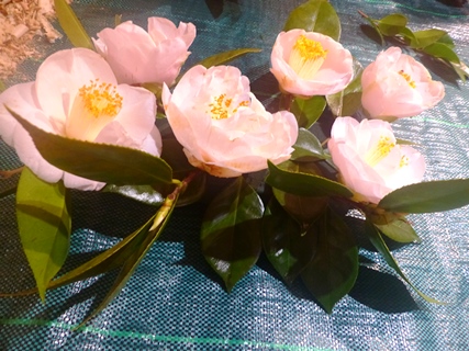 camelias rosal17