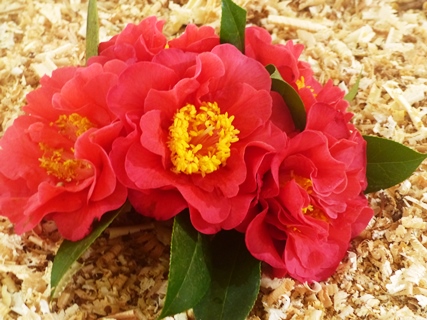 camelias rosal18