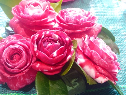 camelias rosal7